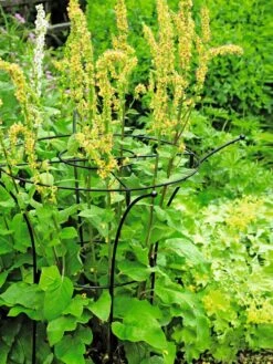 Essex Plant Supports 11 Essex Plant Supports -Garden Tools Shop 37423 200 tif