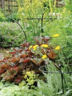 Essex Plant Supports 9 Essex Plant Supports -Garden Tools Shop 37423 280 tif