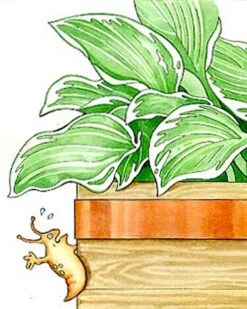 Copper Slug Tape -Garden Tools Shop 38 994 b