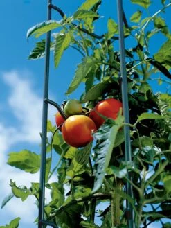 Tomato Ladders, Set Of 3 10 Tomato Ladders, Set Of 3 -Garden Tools Shop 38184 003E tif