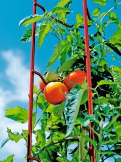 Tomato Ladders, Set Of 3 11 Tomato Ladders, Set Of 3 -Garden Tools Shop 38185 003E tif