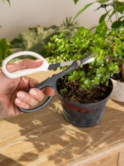 Japanese Pruning Scisssors -Garden Tools Shop 3 4 crop 8612968 0092