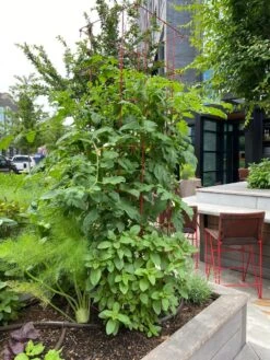 Tomato Towers, Set Of 2 -Garden Tools Shop 8587041 01IN tif