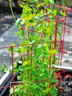 Expandable Pea Trellis 6 Expandable Pea Trellis -Garden Tools Shop 8587061 100 tif
