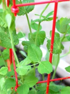 Tall Expandable Pea Trellis 9 Tall Expandable Pea Trellis -Garden Tools Shop 8587061 101 tif 1