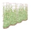Tall Expandable Pea Trellis