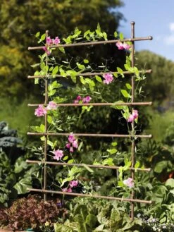 Jardin Ladder Trellis 7 Jardin Ladder Trellis -Garden Tools Shop 8587107 083 tif