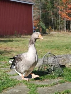 Chicken Wire Cloche -Garden Tools Shop 8590210 01IN tif