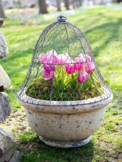 Chicken Wire Cloche -Garden Tools Shop 8590210 021 tif