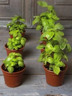 Organic Self-Watering Potting Mix, 20 Qts. -Garden Tools Shop 8592212 3979 001E tif 3