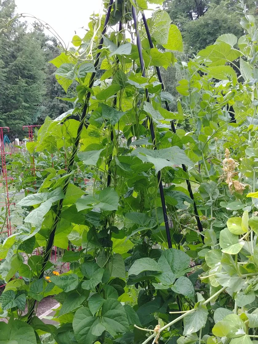 Titan Teepee Trellis 5 Titan Teepee Trellis - Image 5