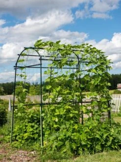 Titan Squash Tunnel 13 Titan Squash Tunnel -Garden Tools Shop 8596276 0133 tif