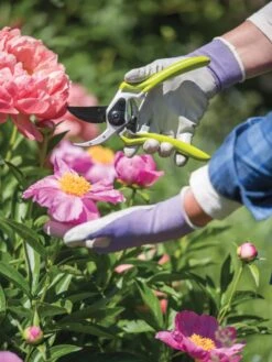 Gardener's Pro Pruner #2 6 Gardener's Pro Pruner #2 -Garden Tools Shop 8596605 1261 tif