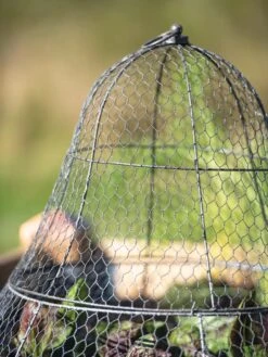 Chicken Wire Cloche With Extension -Garden Tools Shop 8600116 0607 tif