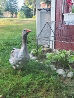Chicken Wire Crop Coop -Garden Tools Shop 8609080 02IN tif