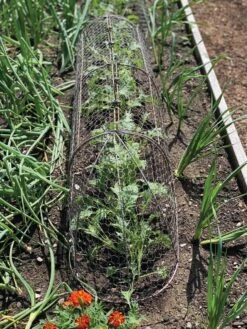 Chicken Wire Row Cloche Expandable Extra Large 3N1 10 Chicken Wire Row Cloche Expandable Extra Large 3N1 -Garden Tools Shop 8609412 5903 tif