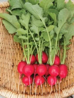 Family Garden Organic Seed Collection, Set Of 7 -Garden Tools Shop 8610262 Cherry Belle Radish 06V tif
