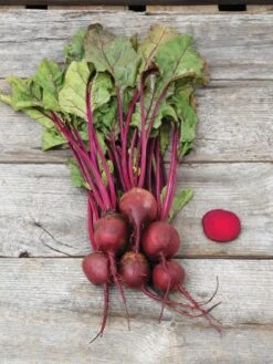 Family Garden Organic Seed Collection, Set Of 7 -Garden Tools Shop 8610262 Detroit Dark Red Beet 03V tif