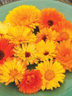 Family Garden Organic Seed Collection, Set Of 7 -Garden Tools Shop 8610262 Pacific Beauty Calendula 07V tif