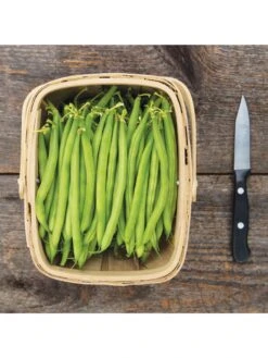 Antigua Bush Bean Organic Seeds 5 Antigua Bush Bean Organic Seeds -Garden Tools Shop 8610262 antigua bean 8 15 18 05v