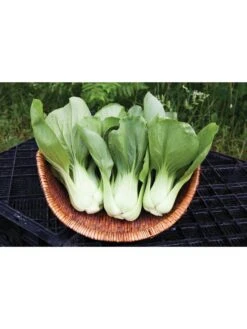 Silk Road Garden Organic Seed Collection, Set Of 6 -Garden Tools Shop 8610264 shanghai green pac choy 05v