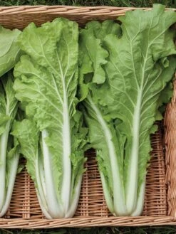 Silk Road Garden Organic Seed Collection, Set Of 6 -Garden Tools Shop 8610264 tokyo bekana 02v