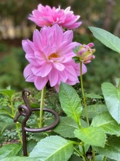 Arden Single Stem Supports, Set Of 2 -Garden Tools Shop 8610375 5703 tif