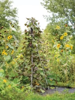 DIY Connector For Teepee Trellis -Garden Tools Shop 8611896 062 tif