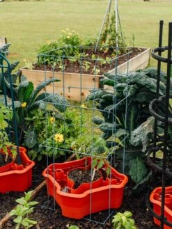 Deluxe Tomato Halos, Set Of 2 -Garden Tools Shop 8612045 226 tif