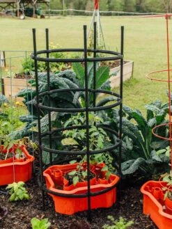 Deluxe Tomato Halos, Set Of 2 -Garden Tools Shop 8612045 228 tif