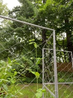 Chicken Wire Pea Trellis 18 Chicken Wire Pea Trellis -Garden Tools Shop 8612718 7302