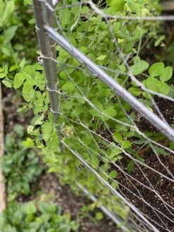 Chicken Wire Pea Trellis 15 Chicken Wire Pea Trellis -Garden Tools Shop 8612718 7312