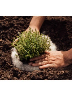 Hortiwool ®, 5 Pad Pack -Garden Tools Shop 8613263 06v