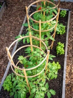 Bamboo Tomato Cages, Set Of 3 11 Bamboo Tomato Cages, Set Of 3 -Garden Tools Shop 8613426 6916