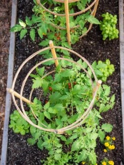Bamboo Tomato Cages, Set Of 3 12 Bamboo Tomato Cages, Set Of 3 -Garden Tools Shop 8613426 6921
