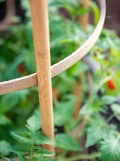 Bamboo Tomato Cages, Set Of 3 14 Bamboo Tomato Cages, Set Of 3 -Garden Tools Shop 8613426 6924
