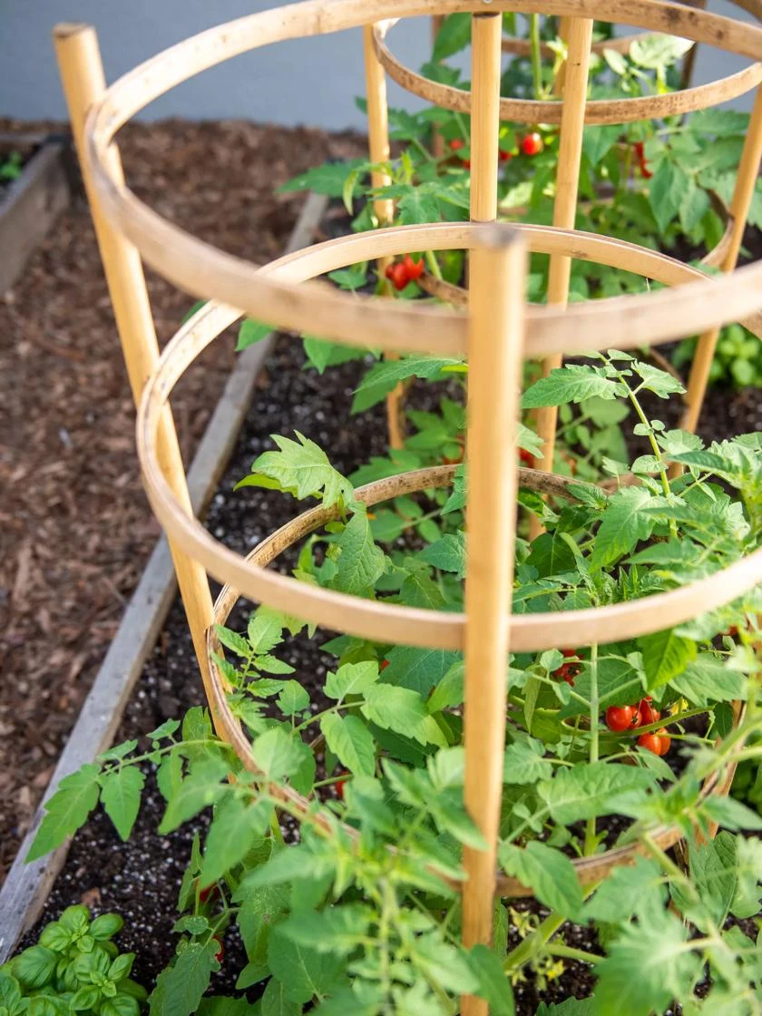 Bamboo Tomato Cages, Set Of 3 2 Bamboo Tomato Cages, Set Of 3 - Image 2