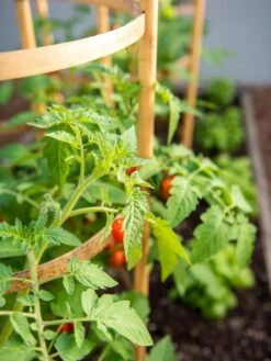 Bamboo Tomato Cages, Set Of 3 13 Bamboo Tomato Cages, Set Of 3 -Garden Tools Shop 8613426 6934