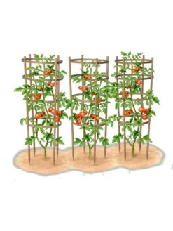 Bamboo Tomato Cages, Set Of 3 16 Bamboo Tomato Cages, Set Of 3 -Garden Tools Shop 8613426 art