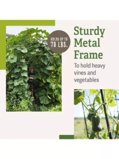 Titan Squash Tunnel 11 Titan Squash Tunnel -Garden Tools Shop B07932DMCR plantsupport benefits 2