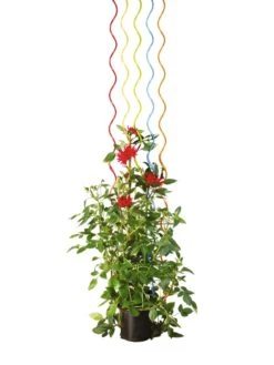 Rainbow Spiral Supports, Set Of 5 13 Rainbow Spiral Supports, Set Of 5 -Garden Tools Shop GS36377 03S tif