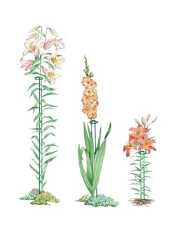 New Release 21 Single Stem Supports, Set Of 3