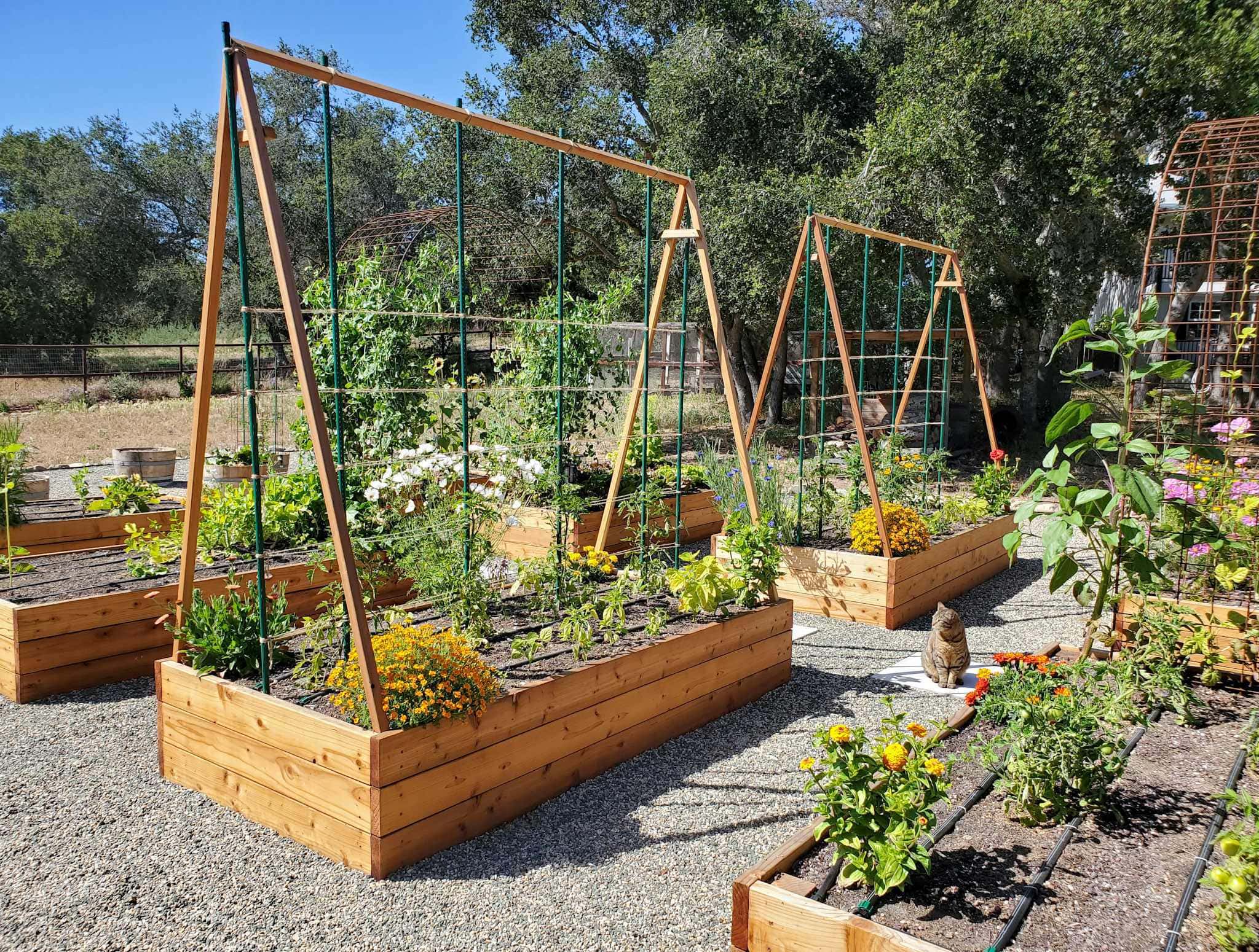 Garden Tools Shop 2 Garden Tools Shop -Garden Tools Shop how to support train tomato plants ideas trellis feature